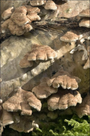 Plicaturopsis crispa