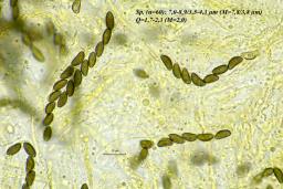 Jackrogersella minutella