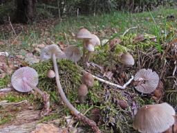 Mycena galericulata