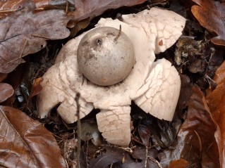 Geastrum triplex