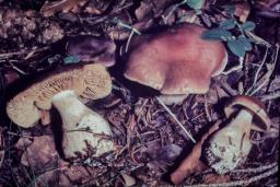 Cortinarius triformis