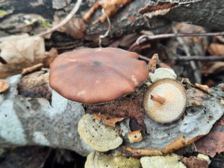 Lentinus brumalis