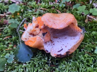 Hypomyces lateritius