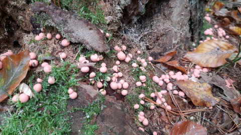 Lycogala epidendrum