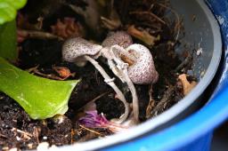 Leucocoprinus ianthinus