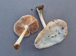 Pluteus pellitus
