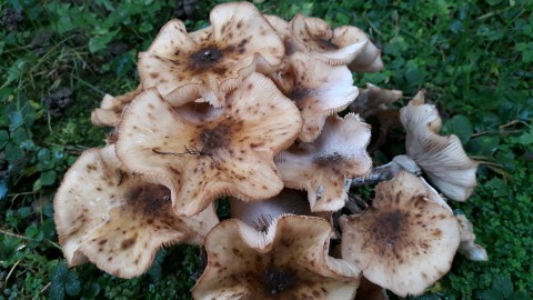 Armillaria mellea