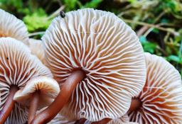 Gymnopus brassicolens