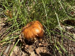 Russula foetens