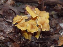 Cantharellus melanoxeros