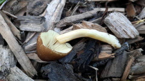 Pluteus romellii