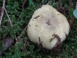 Russula carpini