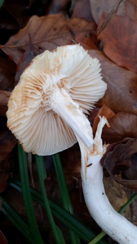 Hygrophorus discoxanthus