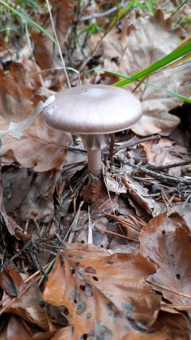 Amanita porphyria