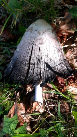 Coprinus comatus