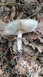 Chlorophyllum olivieri