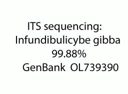 Infundibulicybe gibba