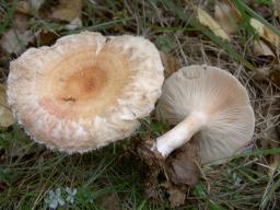 Lactarius torminosus