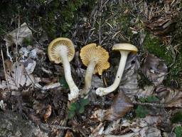 Cantharellus amethysteus