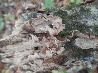 Porostereum spadiceum