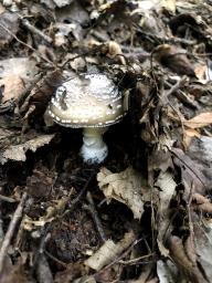 Amanita pantherina