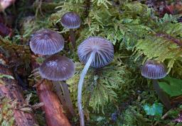 Mycena vulgaris