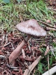 Leucoagaricus americanus