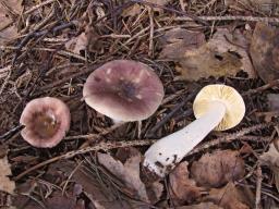 Russula nauseosa