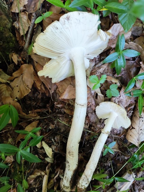 Amanita eliae