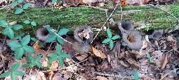 Craterellus cornucopioides