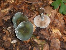 Stropharia aeruginosa