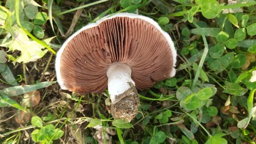 Agaricus campestris