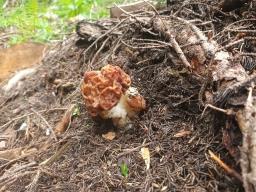 Gyromitra esculenta