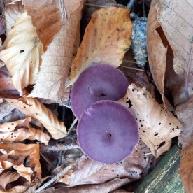 Laccaria amethystina