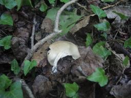 Helvella queletii