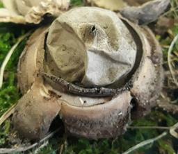 Geastrum triplex