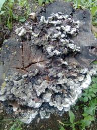 Auricularia mesenterica