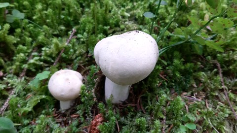 Russula virescens