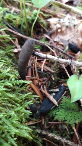 Xylaria longipes