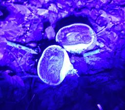 Scleroderma citrinum