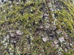 Aleurodiscus disciformis