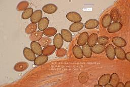 Conocybe rickenii