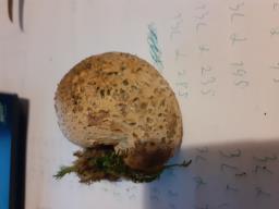 Scleroderma citrinum