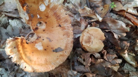 Russula grata