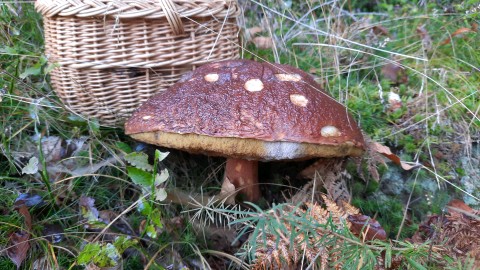 Boletus pinophilus