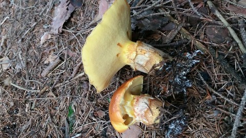 Suillus grevillei