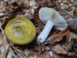 Russula