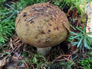 Russula olivacea