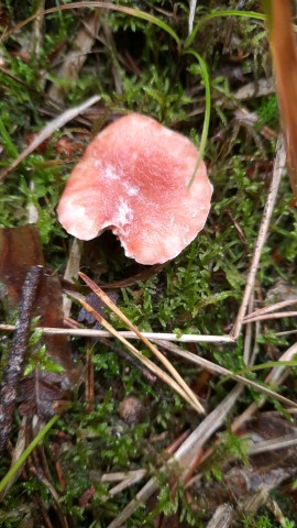 Gomphidius roseus