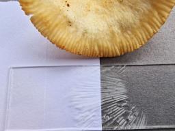 Russula farinipes